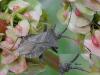 95481 – Photo : Annie Schaetzel – France (57)