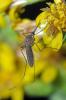 95320 – Photo : Christophe Quintin – France (21)