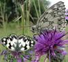 95779 – Photo : Annie Schaetzel – France (57)