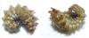 Drilus flavescens