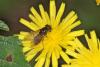 95167 – Photo : Michel Mathieu – France (14)