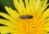 95837 – Photo : Michel Mathieu – France (14)