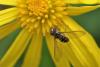 95274 – Photo : Michel Mathieu – France (14)