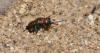 95759 – Photo : Philippe Legros – France (30)