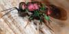 95758 – Photo : Philippe Legros – France (30)
