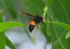 95277 – Photo : Jean-Claude Jamoulle – Singapour
