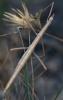 95730 – Photo : K. Poitrineau – France (34)