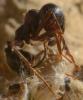 95641 – Photo : Philippe Legros – France (30)