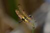 95457 – Photo : Jean-Claude Jamoulle – Thaïlande