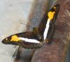 95489 – Photo : Patrick Decreus – Argentine