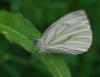 95499 – Photo : Patrick Decreus – France (93)