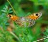 95383 – Photo : Patrick Decreus – France (93)