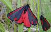 95078 – Photo : Annie Schaetzel – France (57)