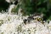 95969 – Photo : Patrick Le Mao – France (35)