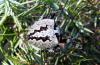 95019 – Photo : Jules d'Oc – France (48)