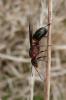 95419 – Photo : Patrick Le Mao – France (56)