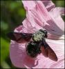 95898 – Photo : Josselyne Bayle – France (33)