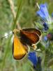 95323 – Photo : Annie Schaetzel – France (57)