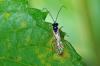95850 – Photo : Christophe Quintin – France (22)