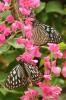 95328 – Photo : Florence Dellerie – Thaïlande