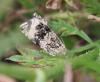 95435 – Photo : Castor – France (49)