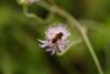 95127 – Photo : Jean-Claude Jossevel – Suisse