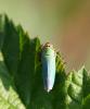 95455 – Photo : Castor – France (49)