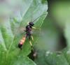 95520 – Photo : Castor – France (49)