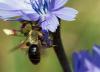 95326 – Photo : patrick derennes – France (44)