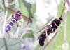 95842 – Photo : Castor – France (49)