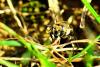 95502 – Photo : Karine Arnou – Italie
