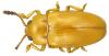 95958 – Photo : J.-H. Yvinec – Guyane française
