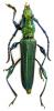 95887 – Photo : Patrick BONNEAU – Madagascar