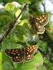 95888 – Photo : Annie Schaetzel – France (57)