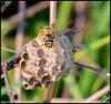 95707 – Photo : Josselyne Bayle – France (33)