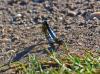 95668 – Photo : Josselyne Bayle – France (33)