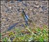 95663 – Photo : Josselyne Bayle – France (33)