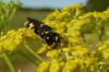 95956 – Photo : Patrick Le Mao – France (22)