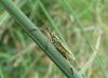 95077 – Photo : Michel Mathieu – France (50)