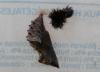 95099 – Photo : Dominique THAUVIN – France (45)