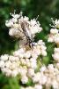95441 – Photo : Patrick Le Mao – France (35)