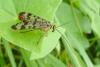 95770 – Photo : Patrick Le Mao – France (22)