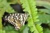 95332 – Photo : Florence Dellerie – Thaïlande