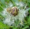 95901 – Photo : Annie Schaetzel – France (57)