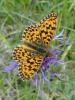 95841 – Photo : Annie Schaetzel – France (57)