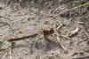 Sympetrum meridionale