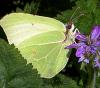 95906 – Photo : Patrick Decreus – France (93)