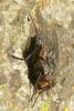 95772 – Photo : Patrick Le Mao – France (35)