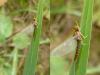 95372 – Photo : Patrick Le Mao – France (35)