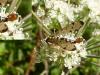 95741 – Photo : Patrick Le Mao – France (22)